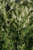 Alosia gratissima (Weißer Busch)