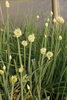 Allium fistulosum (Winterheckenzwiebel)