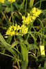 Allium moly (Goldlauch)