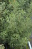 Artemisia abrotatum (Eberraute)