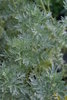 Artemisia absinthium (Wemut)