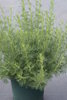 Artemisia camphorata (Kampfereberraute)