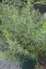 Artemisia dacunculus var. (Franz. Estragon)