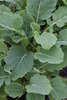 Brassica oleracea (Ewiger Kohl)