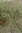 Lepidium graminifolium (Grasblättrige Kresse)