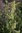 Melissa officinalis ssp. altissima (Kreta Melisse)