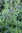 Mentha spicata (Speamint)