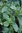 Ocimum selloi 'Green Pepper' (Pfeffer-Basilikum)