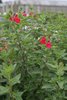 Salvia menthaefolia (Frühlingssalbei)