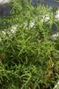 Pelargonium denticulatum var. filicifolium