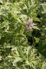 Pelargonium graveolens 'Lady Plymouth' (Mentholduftgeranie)