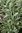 Lavandula latifolia (Speiklavendel)