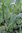 Lepidium latifolium (Pfefferkraut)