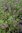 thymus pulegoides ssp montanus (Pfefferthymian)